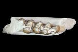 Oligocene Ruminant (Leptomeryx) Jaw Section #70093-2